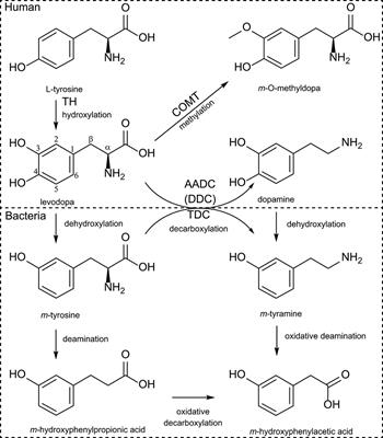 Contributions of Gut Bacteria and Diet to Drug Pharmacokinetics in the Treatment of Parkinson's Disease